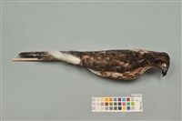 藏品(鳳頭蒼鷹)的圖片